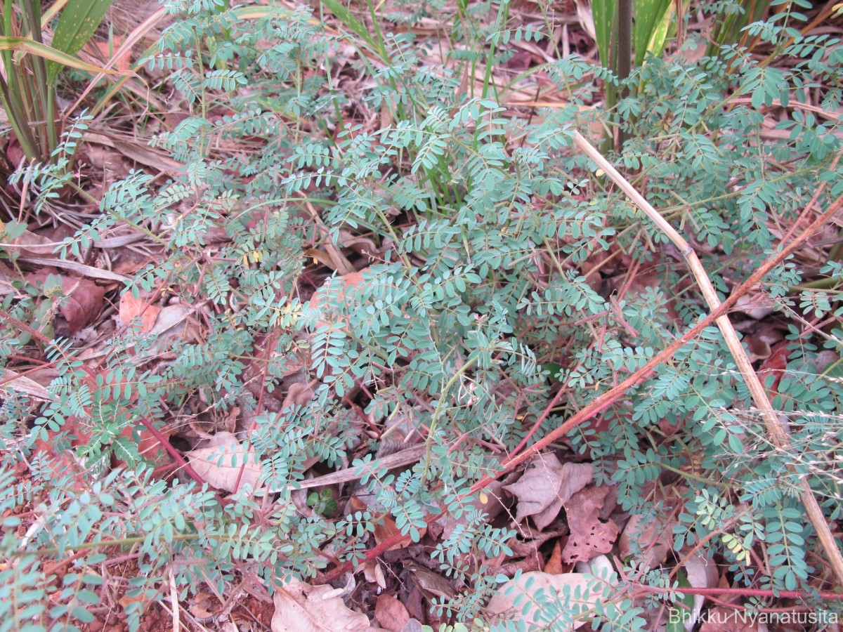 Indigofera colutea (Burm.f.) Merr.